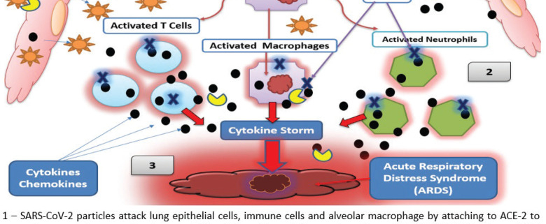 The effects of SARS-CoV-2 on alveolar cell and cytokine storm.